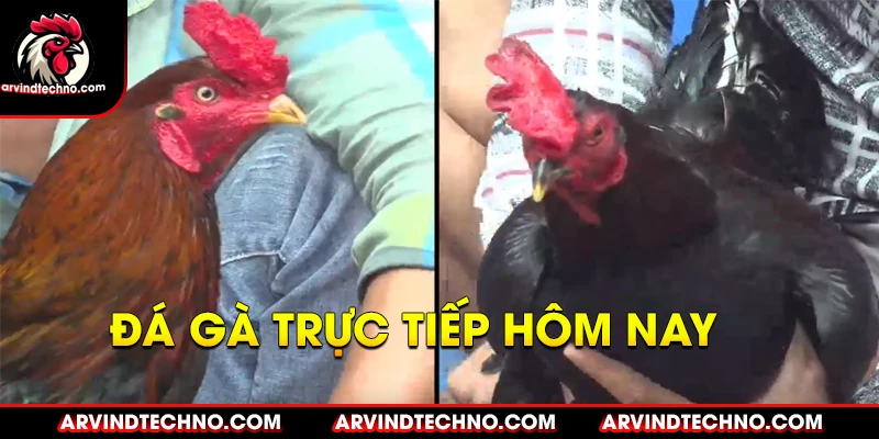 bannner đá gà trực tiếp hôm nay