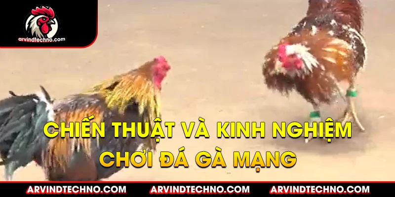 Chiến thuật và kinh nghiệm chơi đá gà mạng