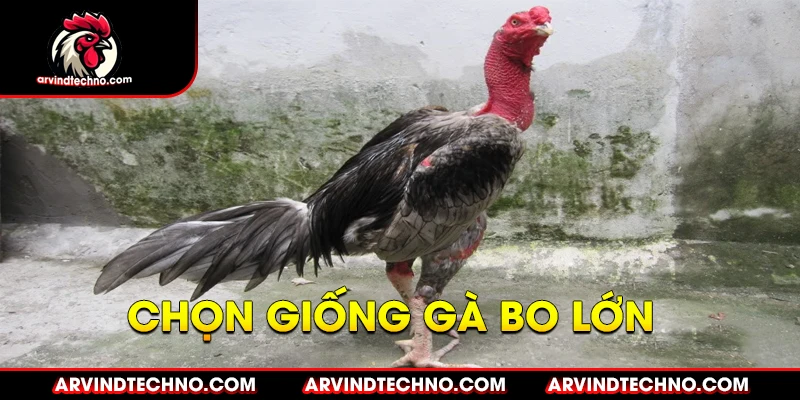 Chọn Giống Gà Đá Có Tiềm Năng Bo Lớn