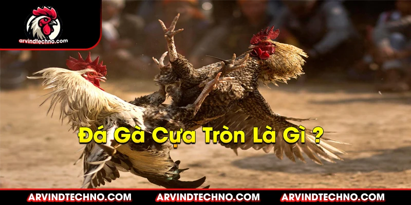 đá gà cựa tròn là gì ?