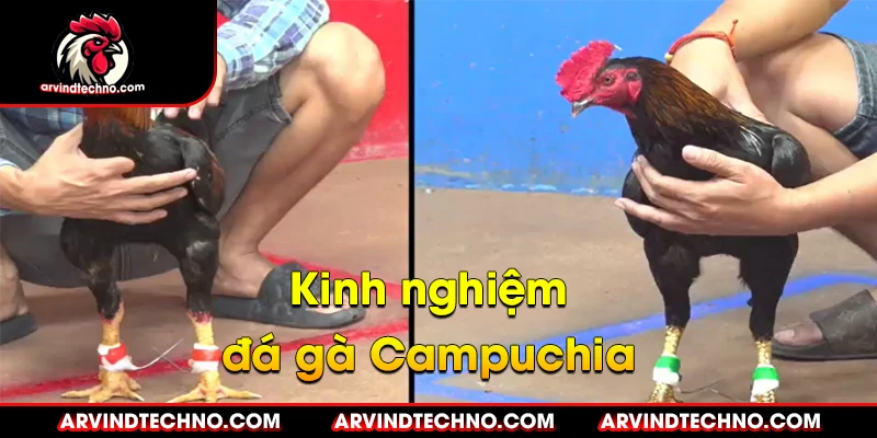 kinh nghiệm đá gà campuchia