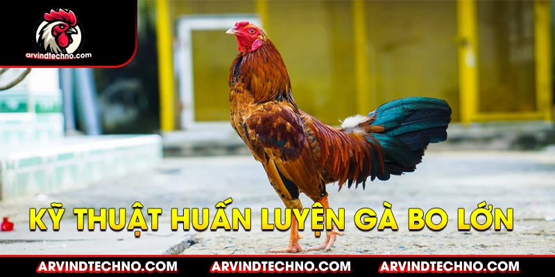 Kỹ Thuật Huấn Luyện Gà Đá Bo Lớn