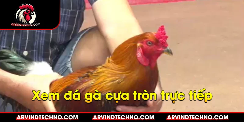xem đá gà cựa tròn trực tiếp