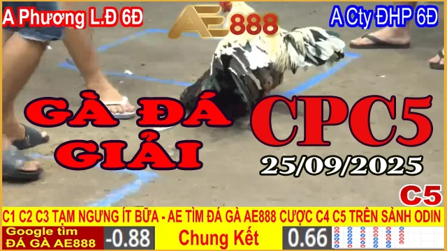 GÀ ĐÁ GIẢI C5 Hôm Nay – Clip Phát Lại Ngày 25/09/2025