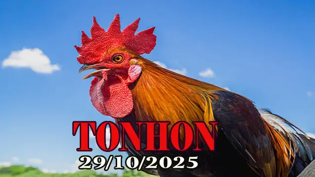 Clip phát lại đá gà trực tiếp Tonhon hôm nay 29/10/2025