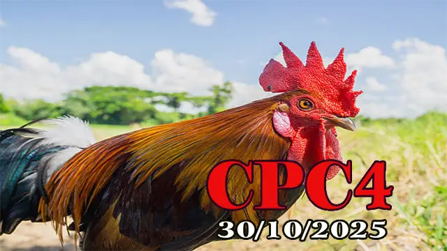 Xem lại đá gà Thomo hôm nay C4 ngày 30/10/2025