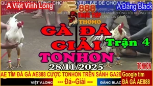 Gà Đá Giải TONHON Trận 4: A. Việt Vĩnh Long vs A. Đăng Black