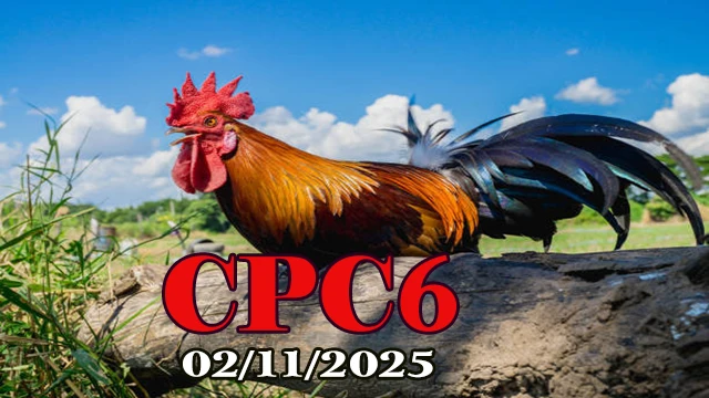 Video Clip Đá Gà C6 Hôm Nay 02/11/2025