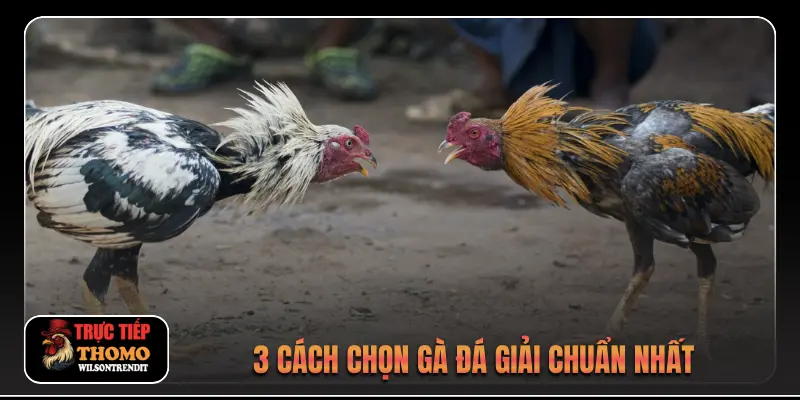 3 cách chọn gà đá giải chuẩn nhất