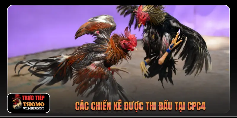 Các chiến kê được thi đấu tại CPC4
