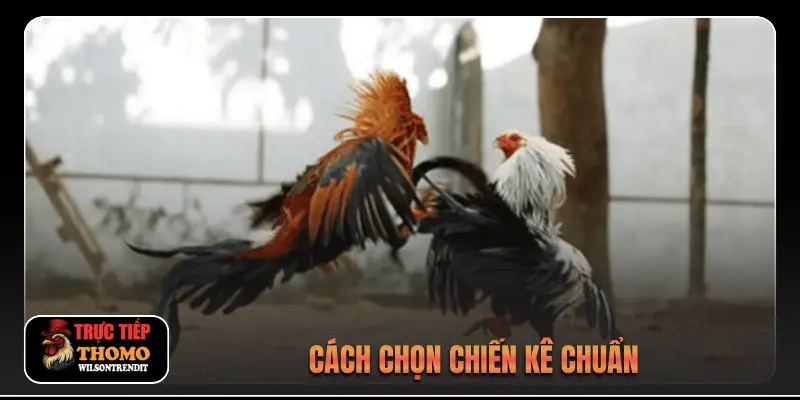 Cách chọn chiến kê chuẩn
