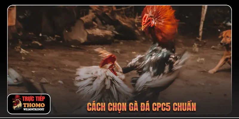 Cách chọn gà đá CPC5 chuẩn