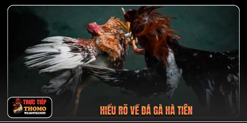 Hiểu rõ về đá gà Hà Tiên