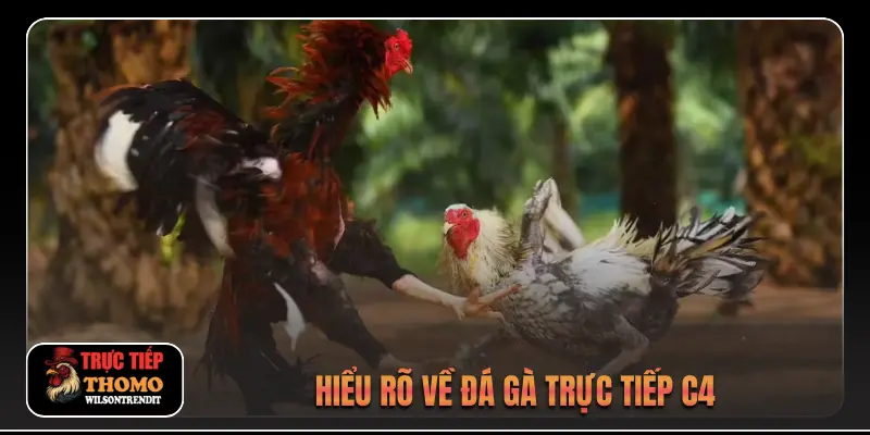 Hiểu rõ về đá gà trực tiếp c4