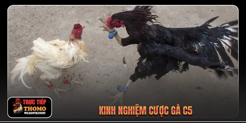 Kinh nghiệm cược gà C5