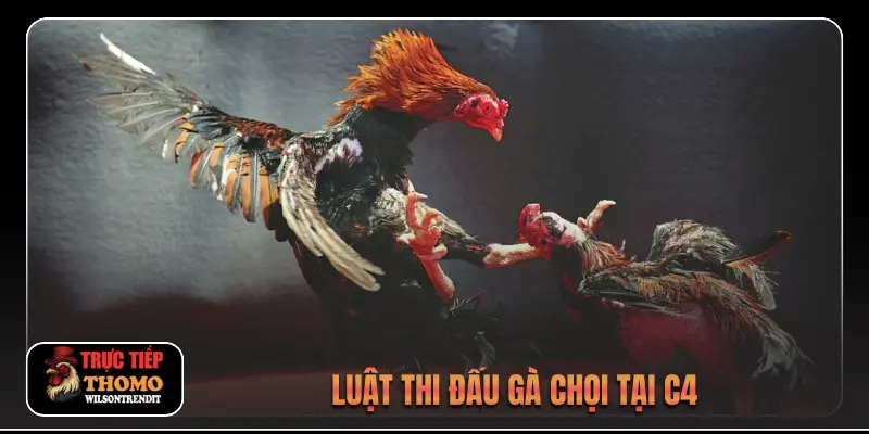 Luật thi đấu gà chọi tại C4
