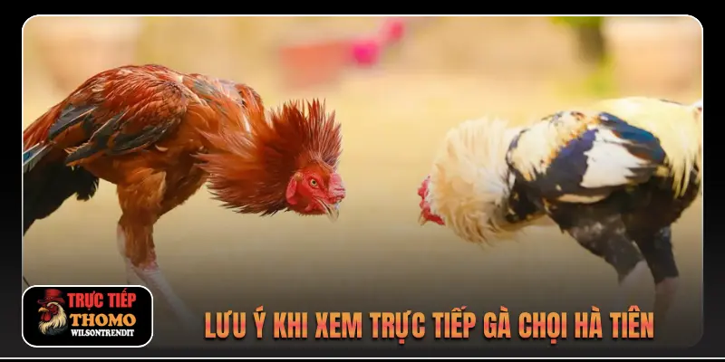 Lưu ý khi xem trực tiếp gà chọi Hà Tiên