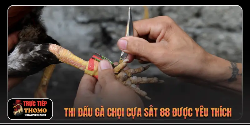 Thi đấu gà chọi cựa sắt 88 được yêu thích