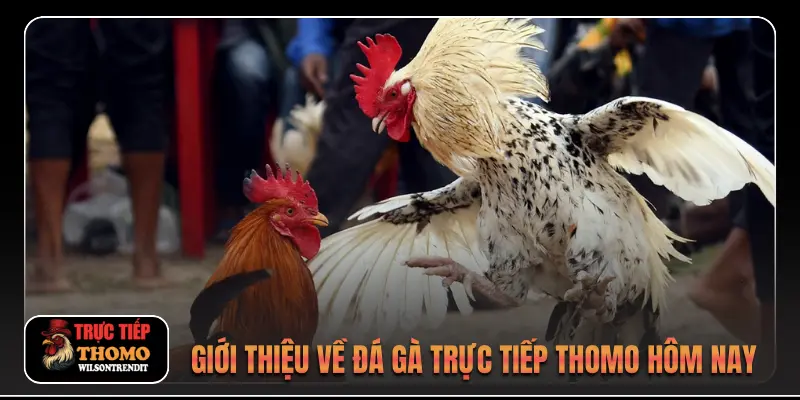 Giới thiệu về Đá gà trực tiếp Thomo hôm nay
