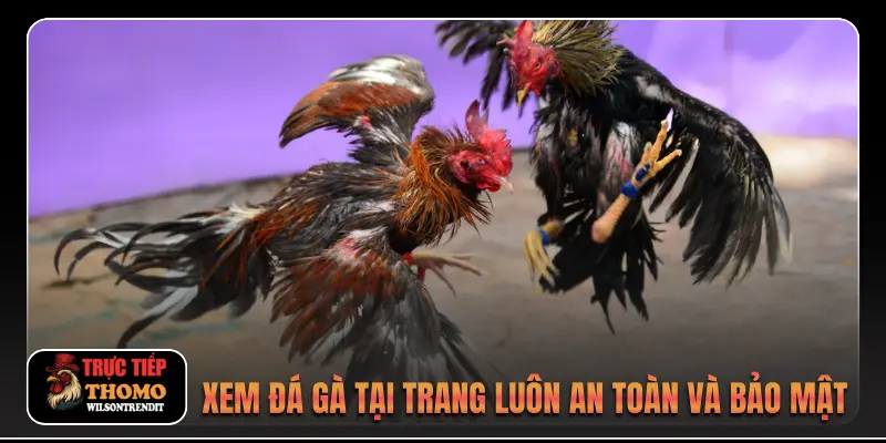 Xem đá gà tại trang luôn an toàn và bảo mật