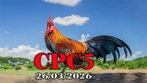 Full Video Clip Đá Gà Thomo CPC5 26/03/2026