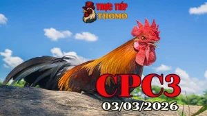 Video đá gà trực tiếp CPC3 ngày 03032026 – Cập nhật trận đấu mới nhất