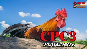 Cập nhật video đá gà trực tiếp Thomo CPC3 ngày 23042026