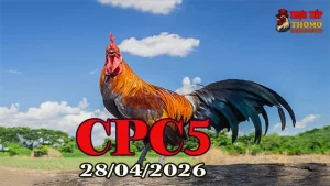 Clip đá gà Thomo CPC5 ngày 28042026