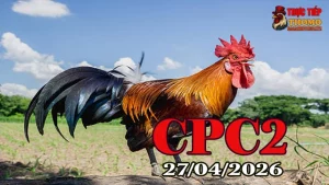Clip video đá gà trực tiếp CPC2 ngày 27042026