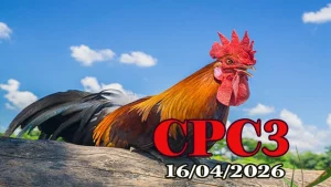 Full Clip Đá Gà CPC3 Ngày 16042026