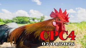 Tổng Hợp Video Clip Đá Gà Thomo CPC4 Ngày 07042026