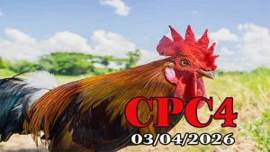 Tổng hợp full clip trực tiếp đá gà Thomo CPC4 ngày 03042026