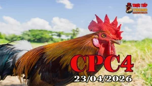 Xem clip đá gà trực tiếp CPC4 hôm nay 23042026