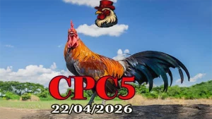 Xem clip đá gà trực tiếp CPC5 ngày 22042026